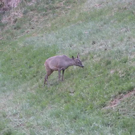 Nagelehof Blaser Farma *