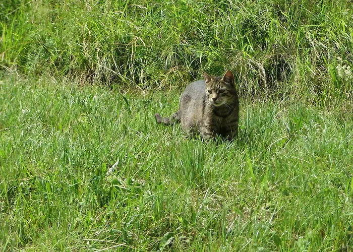 Bauernhof Nagelehof Blaser