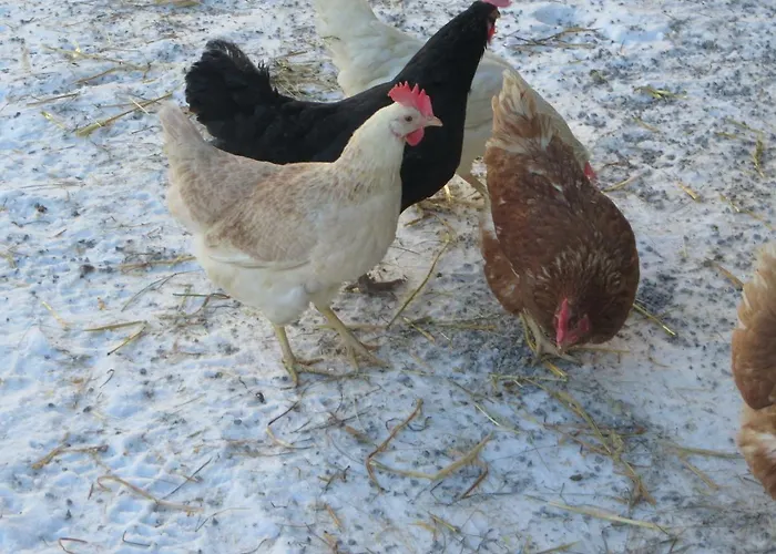 Nagelehof Blaser * Navis