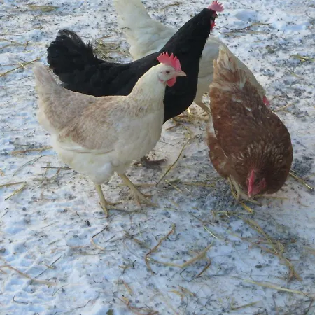 Nagelehof Blaser * Navis