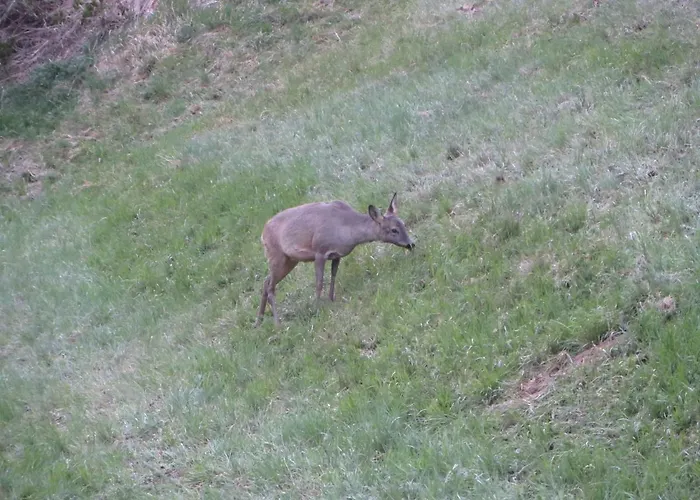 Nagelehof Blaser Vakantieboerderij *